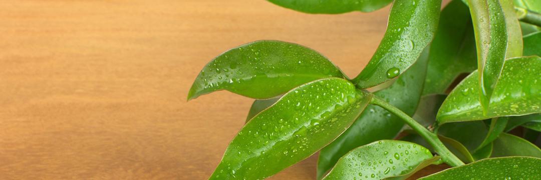 Benefícios do ora-pro-nobis: conheça mais sobre a planta que é fonte de proteína